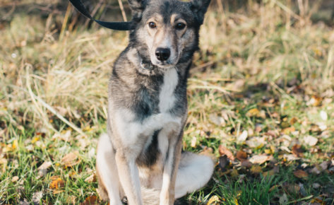 Nina