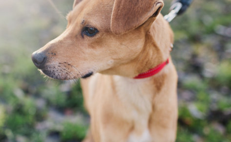 Dingo