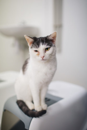Bastet